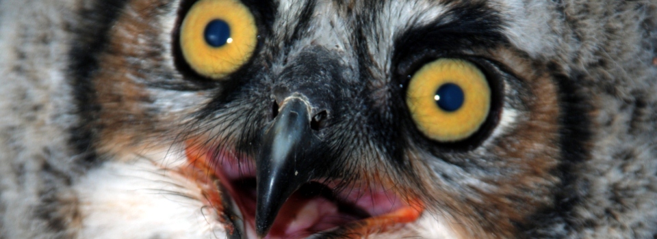 Great Horned Owlet