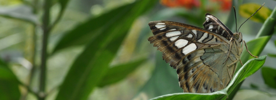 Butterfly Kisses