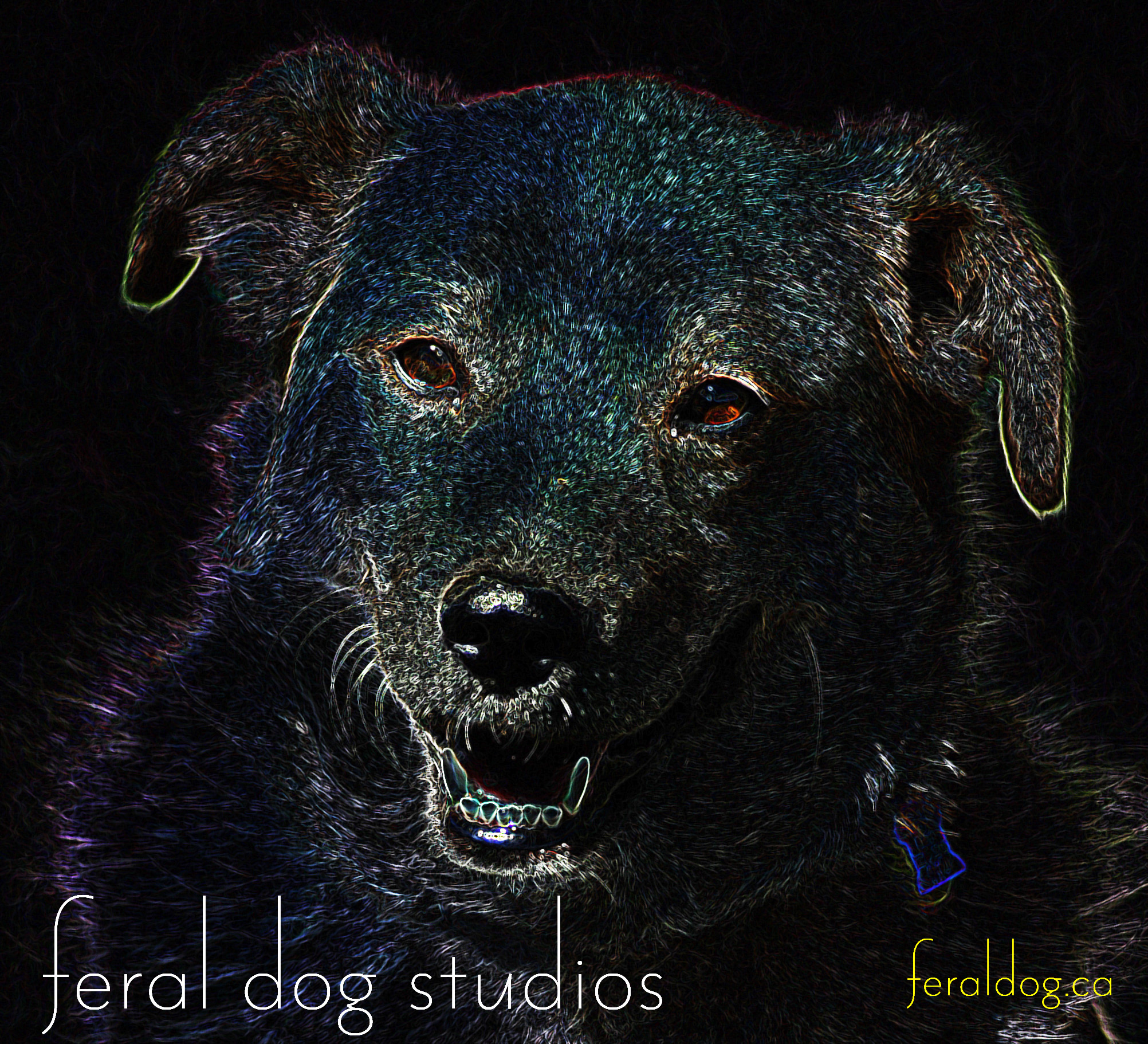 Feral Dog Studios logo